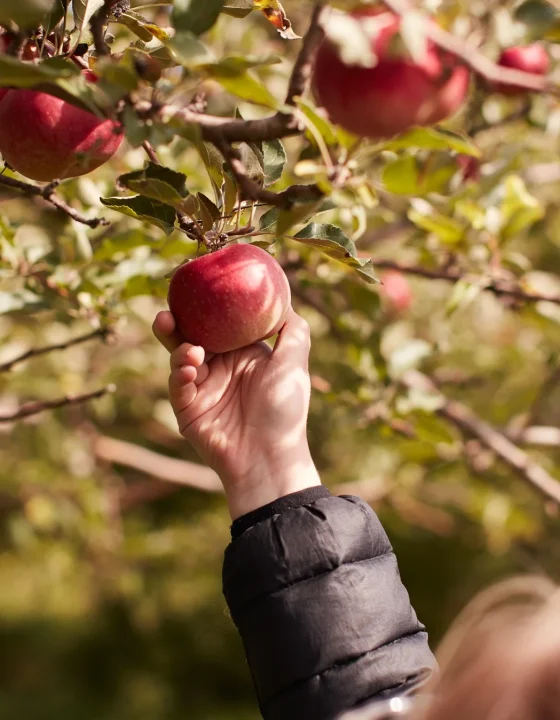 apple_picking-h